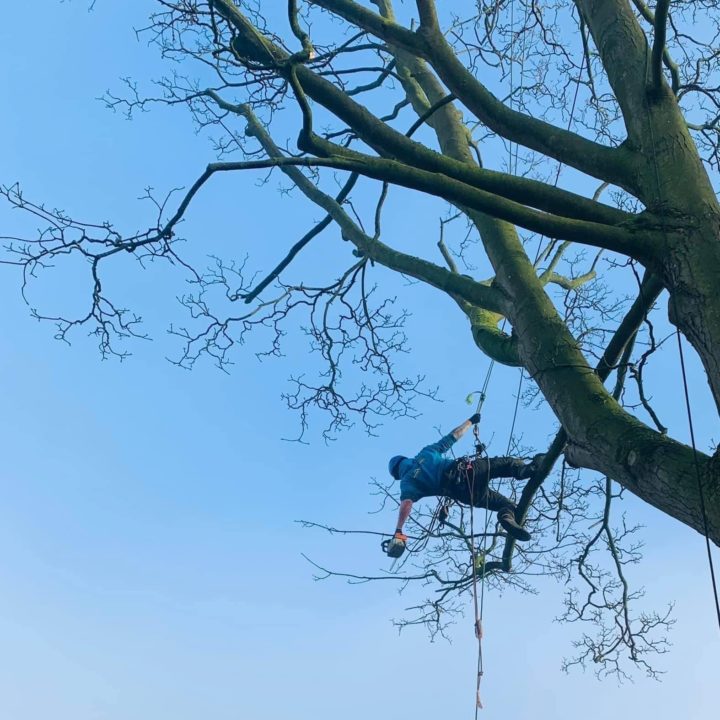 tree surgery crewe